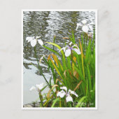 Rabbitear Iris ポストカード (正面)