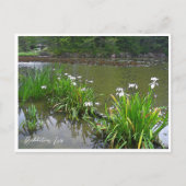 Rabbitear Iris ポストカード (正面)