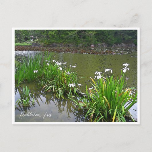 Rabbitear Iris ポストカード (正面)