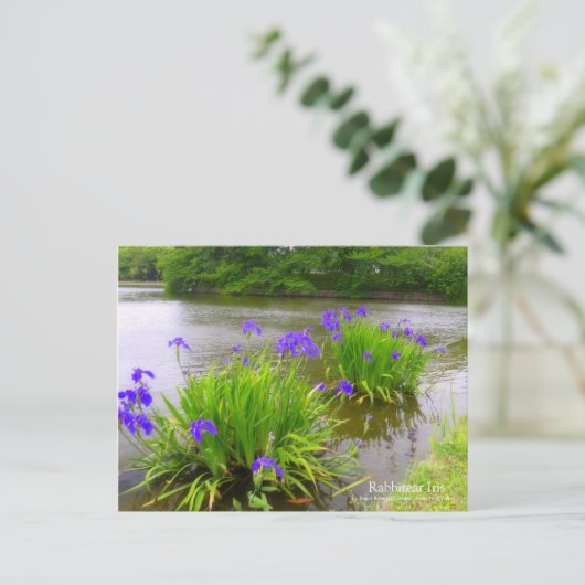 Rabbitear Iris ポストカード (スタンド正面)