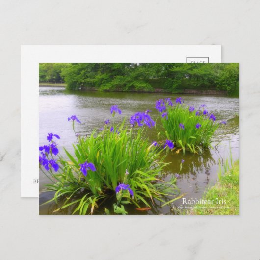 Rabbitear Iris ポストカード (正面/裏面)
