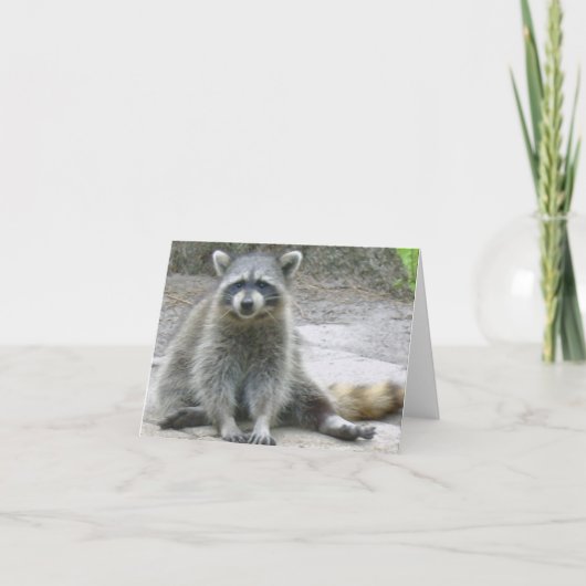 Raccoon写真折り畳みノートカード ノートカード (正面)