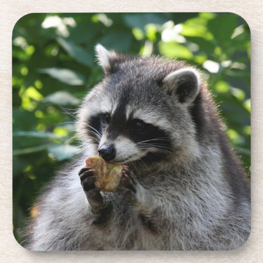 Raccoon_2015_0116 コースター (正面)