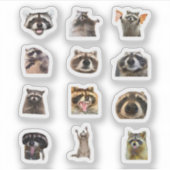 Raccoon Meme Funny Sticker Set Bundle シール (正面)