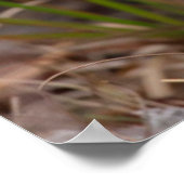 Raccoon, Procyon lotor, Florida, USA 1 ポスター (角)