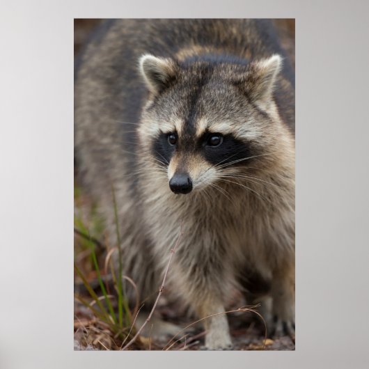 Raccoon, Procyon lotor, Florida, USA 1 ポスター (正面)