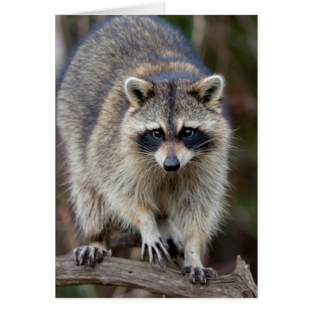 Raccoon, Procyon lotor, Florida, USA 2 (正面)