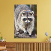 Raccoon, Procyon lotor, Florida, USA 2 キャンバスプリント (インサイチュ (リビング))