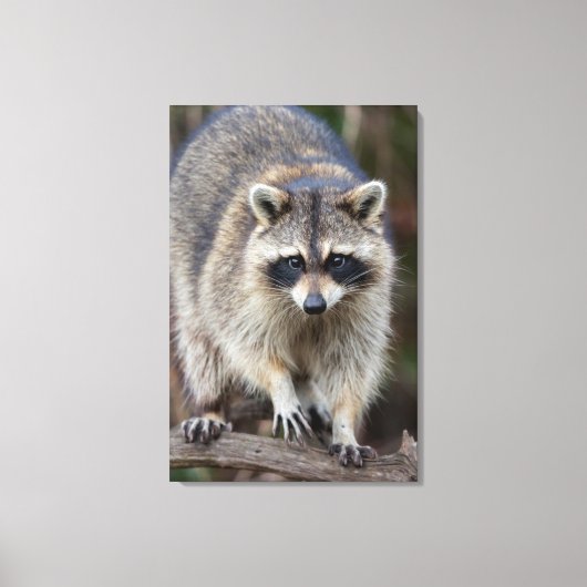 Raccoon, Procyon lotor, Florida, USA 2 キャンバスプリント (正面)