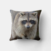 Raccoon, Procyon lotor, Florida, USA 2 クッション (裏面)
