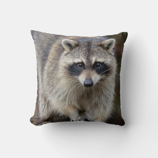 Raccoon, Procyon lotor, Florida, USA 2 クッション (正面)