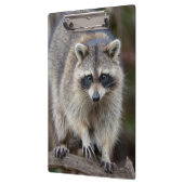 Raccoon, Procyon lotor, Florida, USA 2 クリップボード (左)