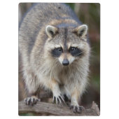 Raccoon, Procyon lotor, Florida, USA 2 クリップボード (裏面)