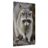 Raccoon, Procyon lotor, Florida, USA 2 クリップボード (右)