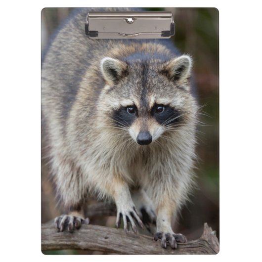 Raccoon, Procyon lotor, Florida, USA 2 クリップボード (正面)