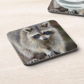 Raccoon, Procyon lotor, Florida, USA 2 コースター (左側)