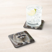 Raccoon, Procyon lotor, Florida, USA 2 コースター (右側)