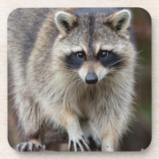 Raccoon, Procyon lotor, Florida, USA 2 コースター (正面)