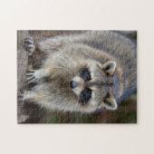 Raccoon, Procyon lotor, Florida, USA 2 ジグソーパズル (横)