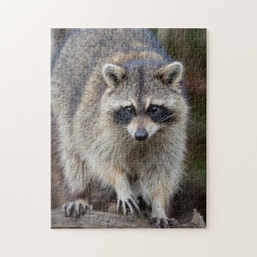 Raccoon, Procyon lotor, Florida, USA 2 ジグソーパズル (縦)