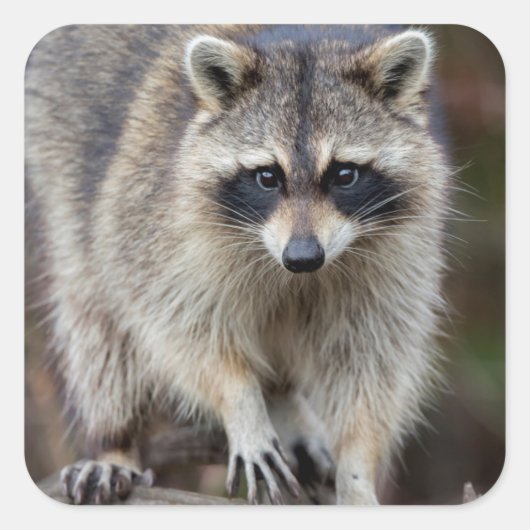 Raccoon, Procyon lotor, Florida, USA 2 スクエアシール (正面)