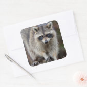 Raccoon, Procyon lotor, Florida, USA 2 スクエアシール (封筒)