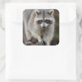 Raccoon, Procyon lotor, Florida, USA 2 スクエアシール (バッグ)