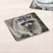 Raccoon, Procyon lotor, Florida, USA 2 スクエアペーパーコースター (アングル)