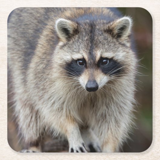 Raccoon, Procyon lotor, Florida, USA 2 スクエアペーパーコースター (正面)