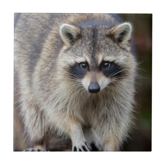 Raccoon, Procyon lotor, Florida, USA 2 タイル (正面)