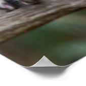 Raccoon, Procyon lotor, Florida, USA 2 ポスター (角)