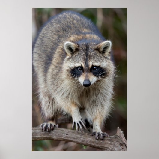 Raccoon, Procyon lotor, Florida, USA 2 ポスター (正面)