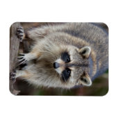 Raccoon, Procyon lotor, Florida, USA 2 マグネット (横)