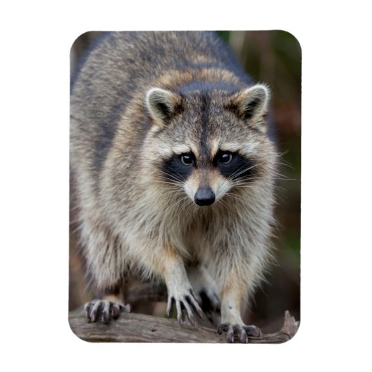 Raccoon, Procyon lotor, Florida, USA 2 マグネット (縦)