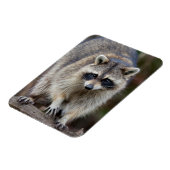 Raccoon, Procyon lotor, Florida, USA 2 マグネット (左側)