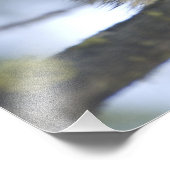 Raccoons Procyon Lotor) of Fish Lake, Central フォトプリント (角)