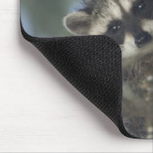 Raccoons Procyon Lotor) of Fish Lake, Central マウスパッド (コーナー)