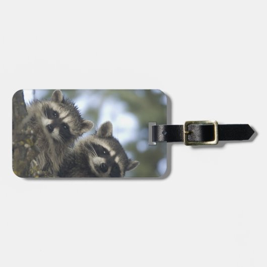 Raccoons Procyon Lotor) of Fish Lake, Central ラゲッジタグ (正面横)
