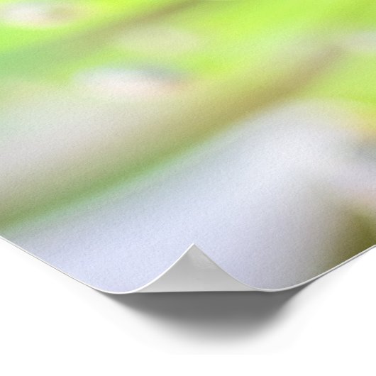 Radiance in Bloom: Morning Agapanthus ポスター (角)