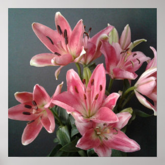 Radiant Grace:  Pink Lilies in Bloom ポスター