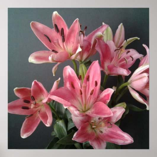 Radiant Grace:  Pink Lilies in Bloom ポスター (正面)
