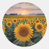 Radiant Horizon：明け方のひまわり ラウンドシール (正面)