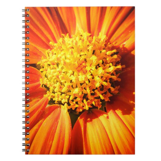 Radiant Orange Flower Macro Notebook Nature Photo ノートブック (正面)