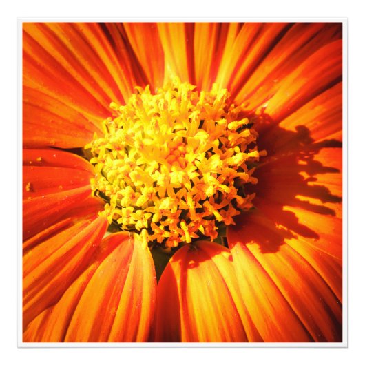 Radiant Orange Flower Macro Wall Art Print Photo フォトプリント (正面)