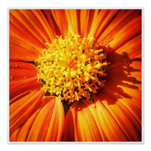 Radiant Orange Flower Macro Wall Art Print Photo ポスター (正面)