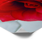 Radiant Rose  ポスター (角)