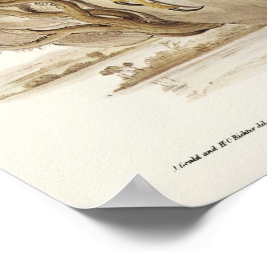 Radiated Goshawk by Elizabeth Gould ポスター (角)