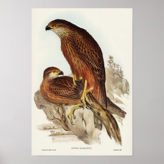 Radiated Goshawk by Elizabeth Gould ポスター (正面)