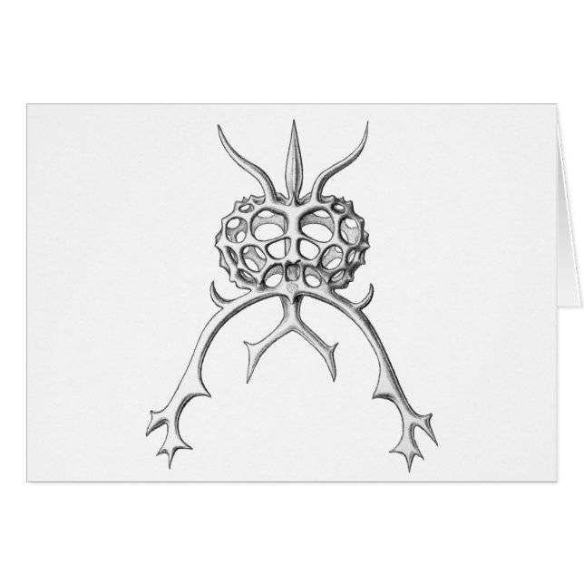 Radiolaria (正面横)