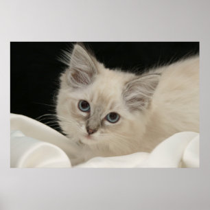 Ragdollのかわいい子ネコ ポスター